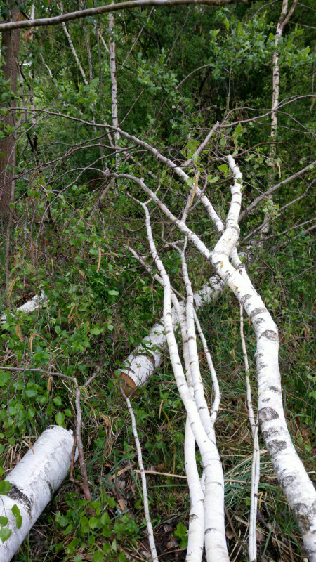 Someone had felled a birch.